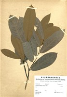 藏品(瓜馥木)的圖片